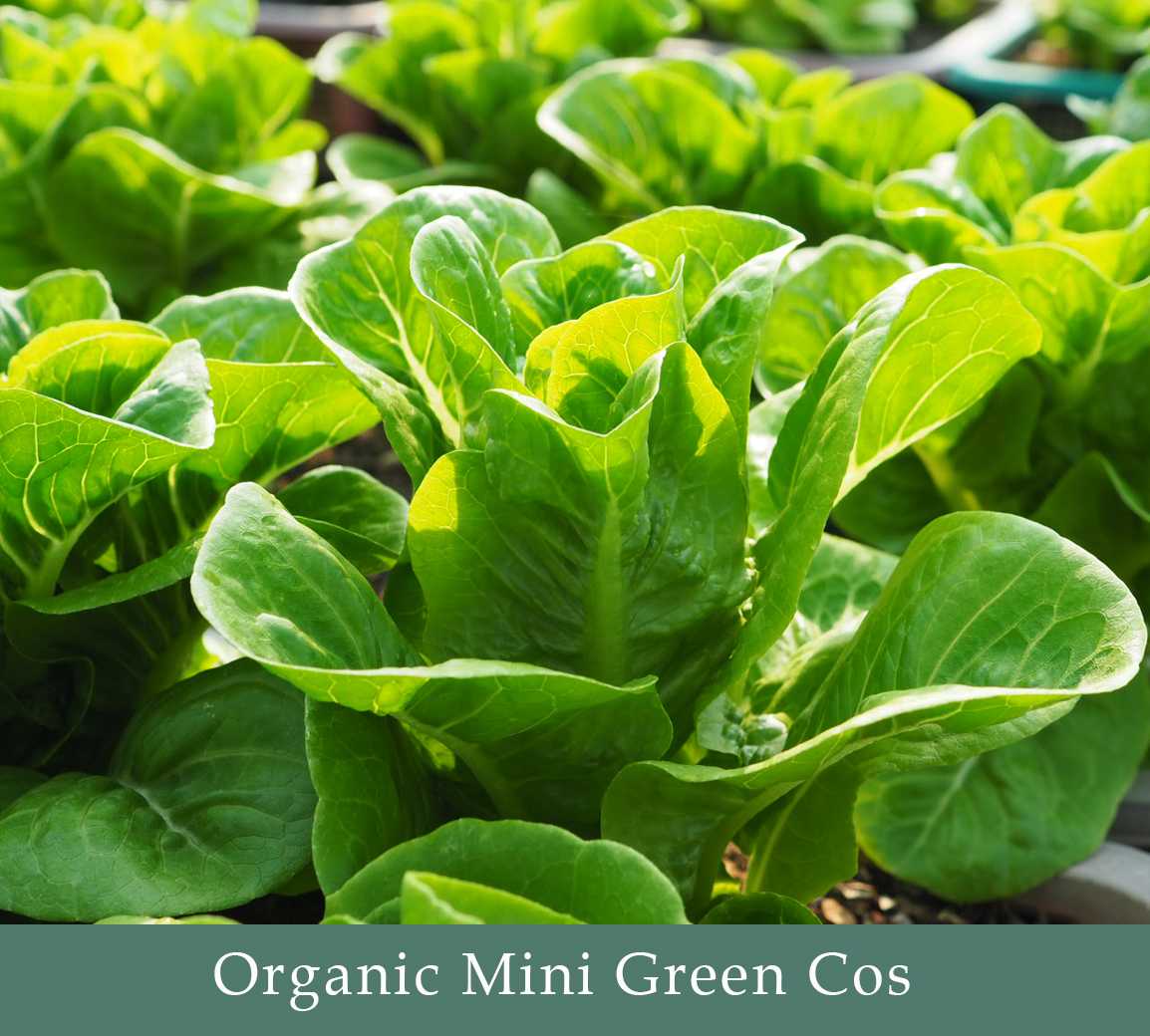Mix  Salad  1 Kg