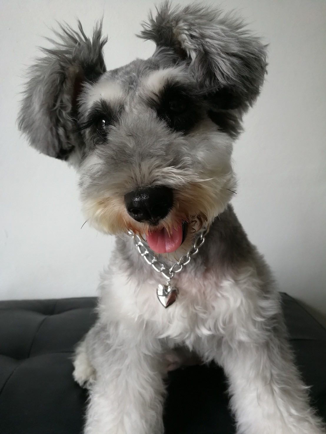 สร้อยคอสุนัข สร้อยคอแมว ปลอกคอสุนัข-แมว รุ่นLocket