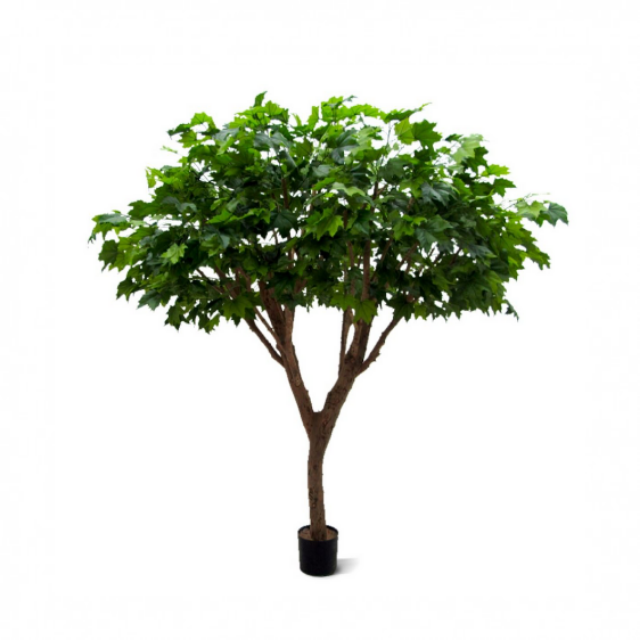 153925 MAPLE - H 240 CM