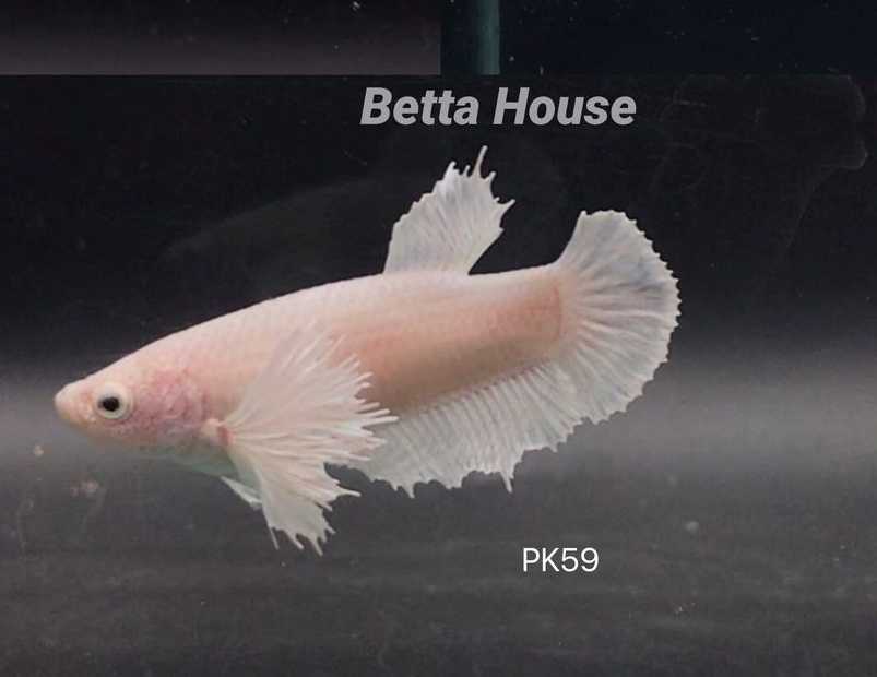 Dumbo HMPK White Platinum (Female) - ปลากัดหูช้างหางสั้น สีขาว ไวท์ แพลทินัม เพศเมีย (PK59)