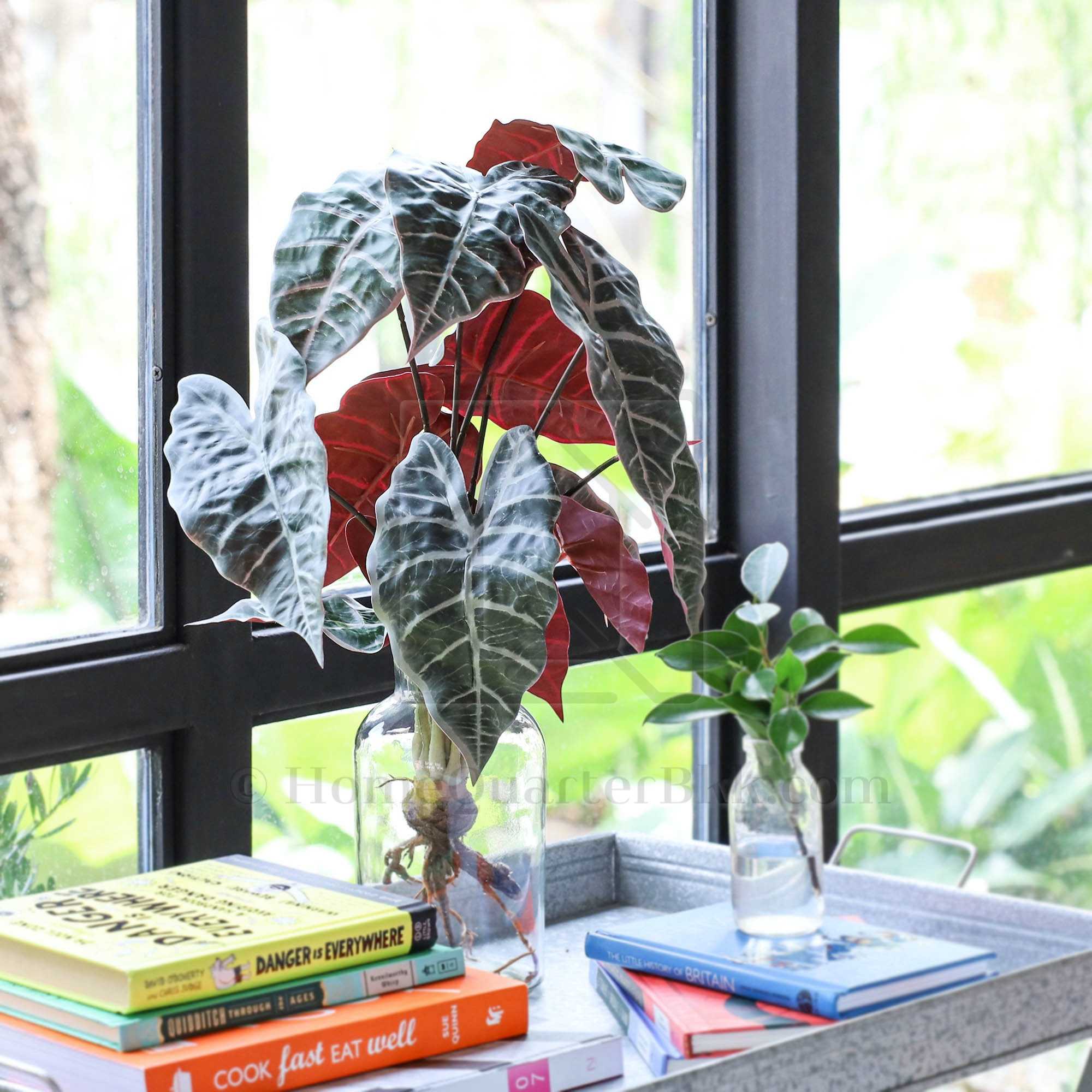 ต้นอโลคาเซีย | Alocasia Bunch