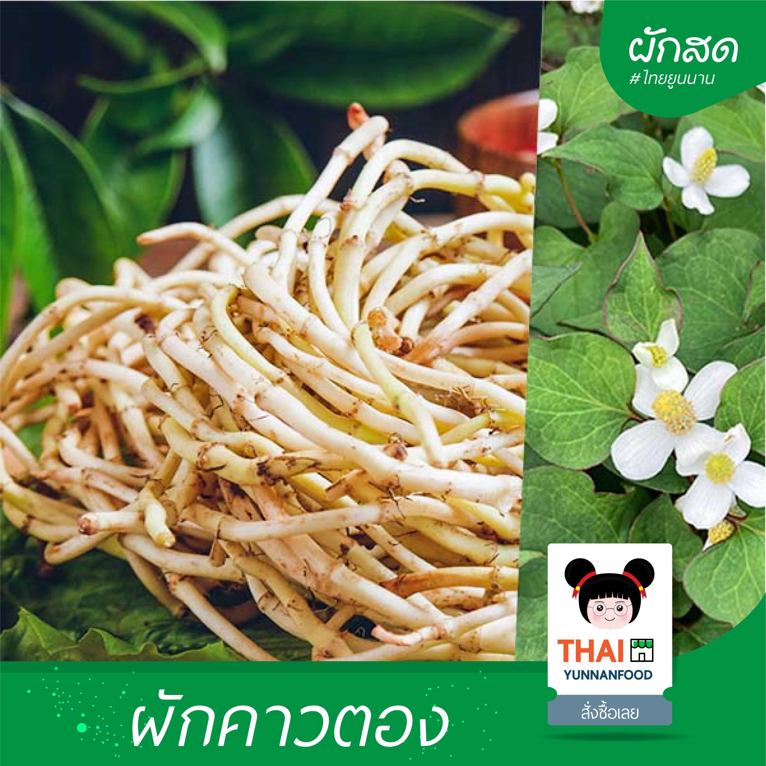 ผักคาวตอง -鱼腥菜  500 กรัม  | พืชผักเมืองเหนือ
