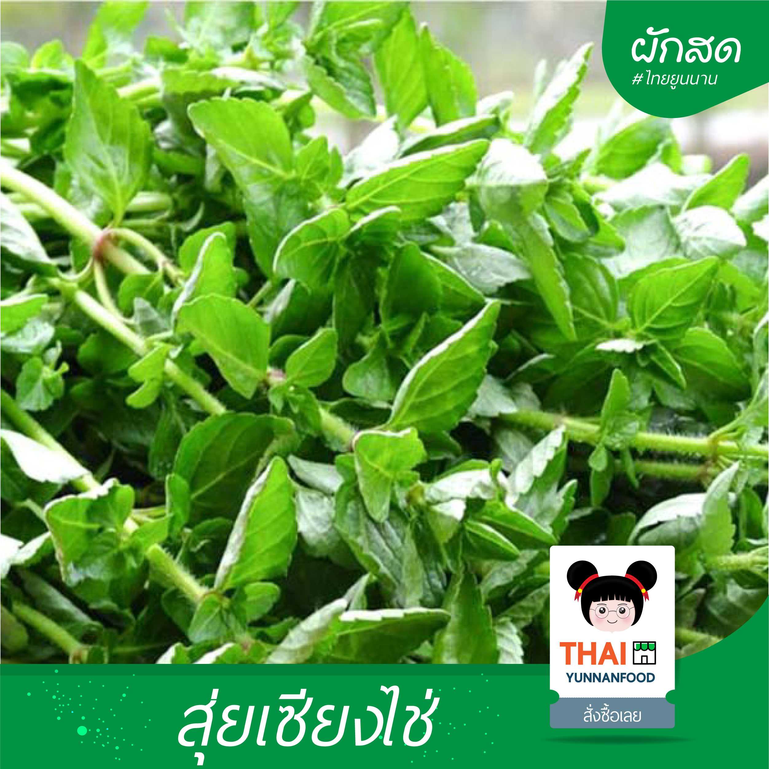 สุ่ยเซียงไช่ - 香菜   | พืชผักเมืองเหนือ