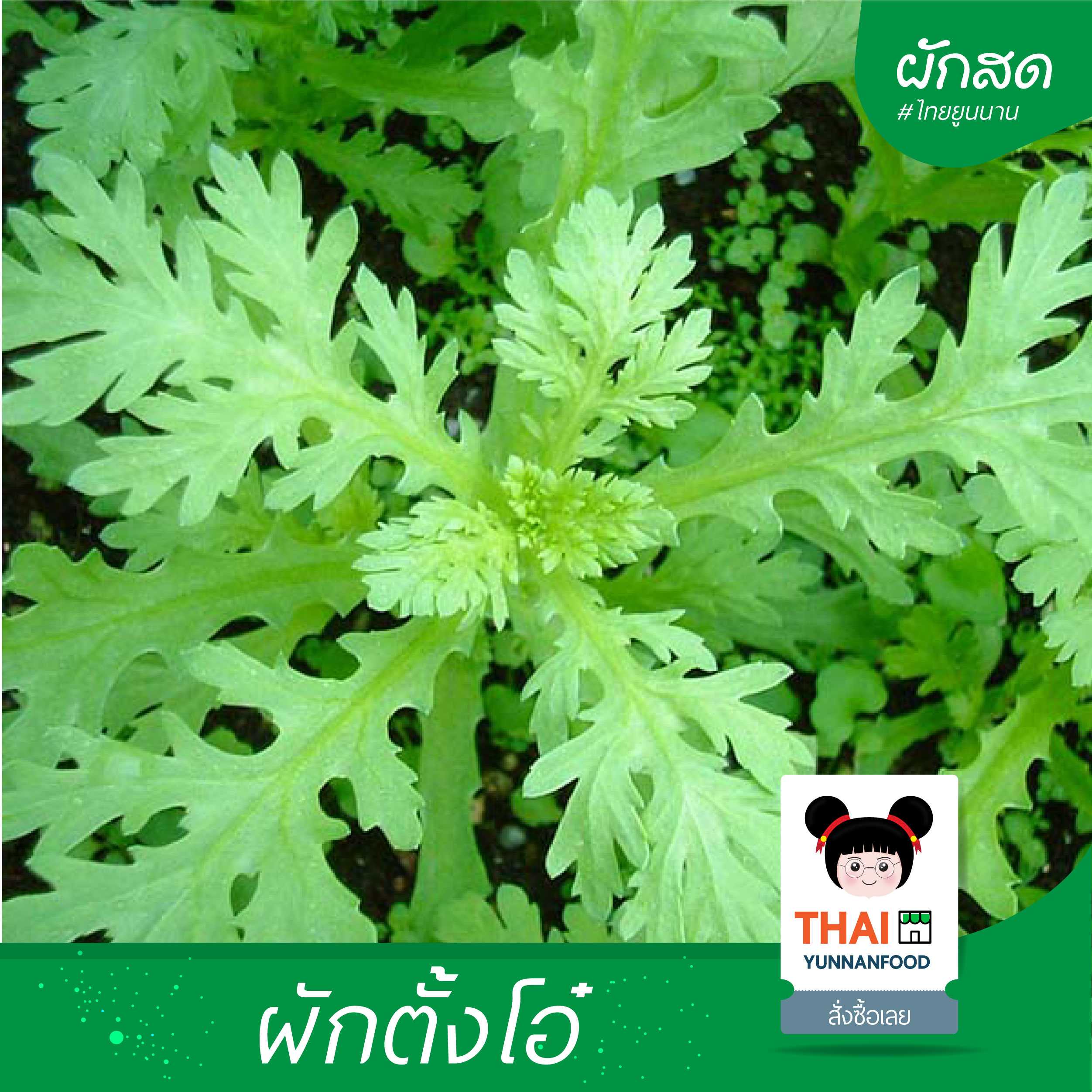 ผักตั้งโอ๋ - 茼蒿菜   |  อาหารพื้นบ้าน