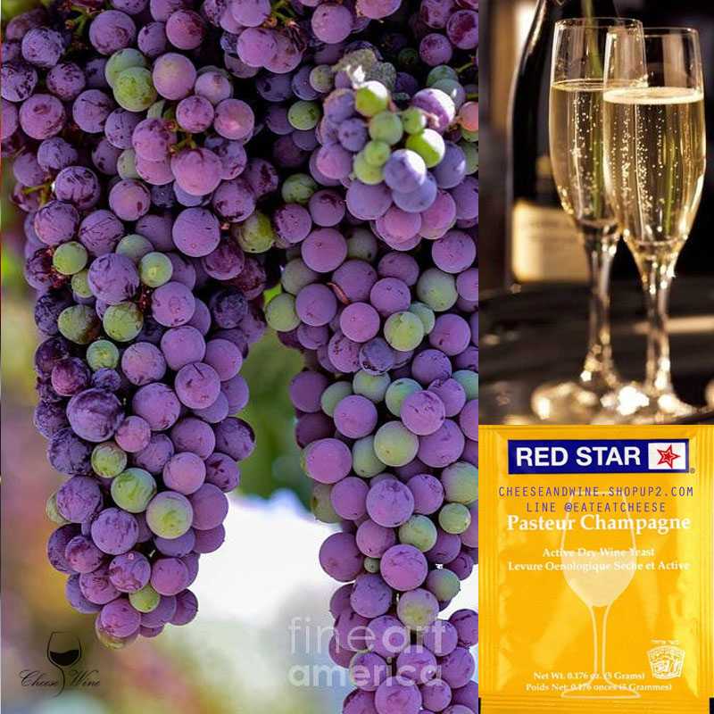 ยีสต์หมักไวน์ Red Star Pasteur Champagne สีเหลือง  สำหรับหมักผลไม้ทั่วไป
