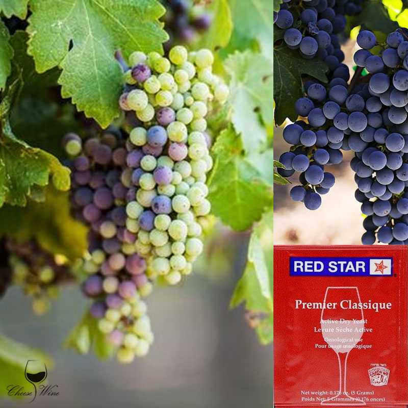 ยีสต์หมักไวน์ Red Star Premier Classique สีแดง / Monachet