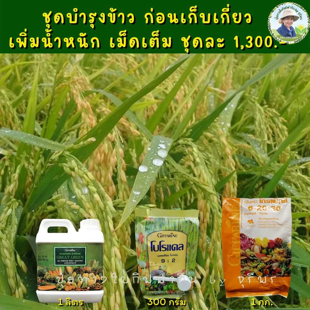 ปุ๋ยชุดบำรุงข้าวระยะรับรวง