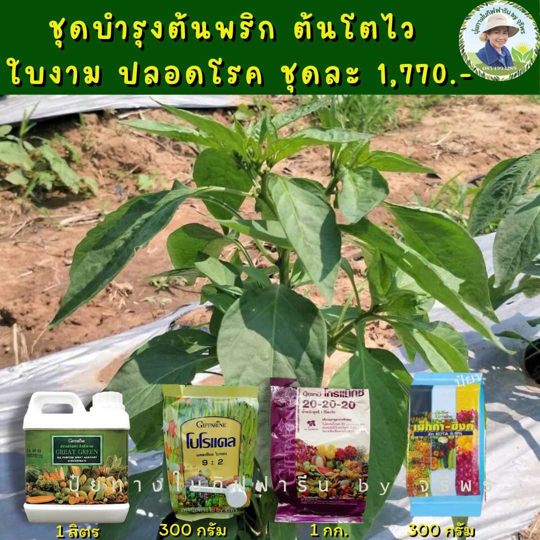 ปุ๋ยชุดบำรุงต้นพริก ต้นโตไว ใบงาม ปลอดโรค