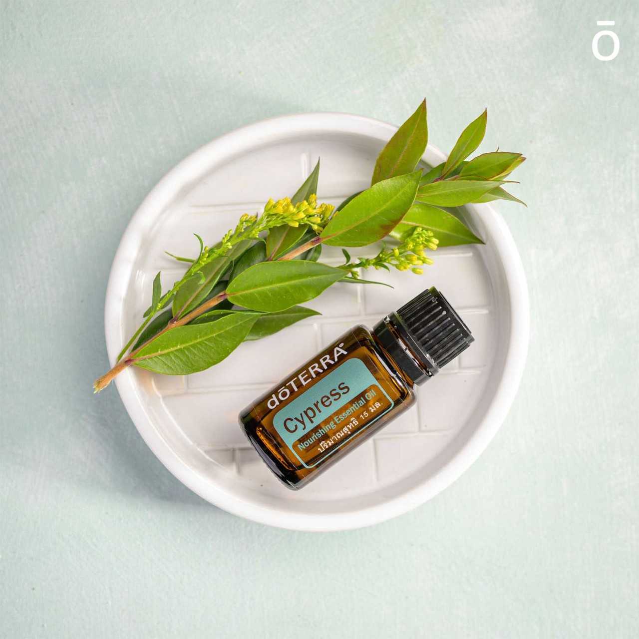 doTERRA Cypress ไซเปรสส์ นอริชชิ่ง เอสเซนเชียล ออยล์