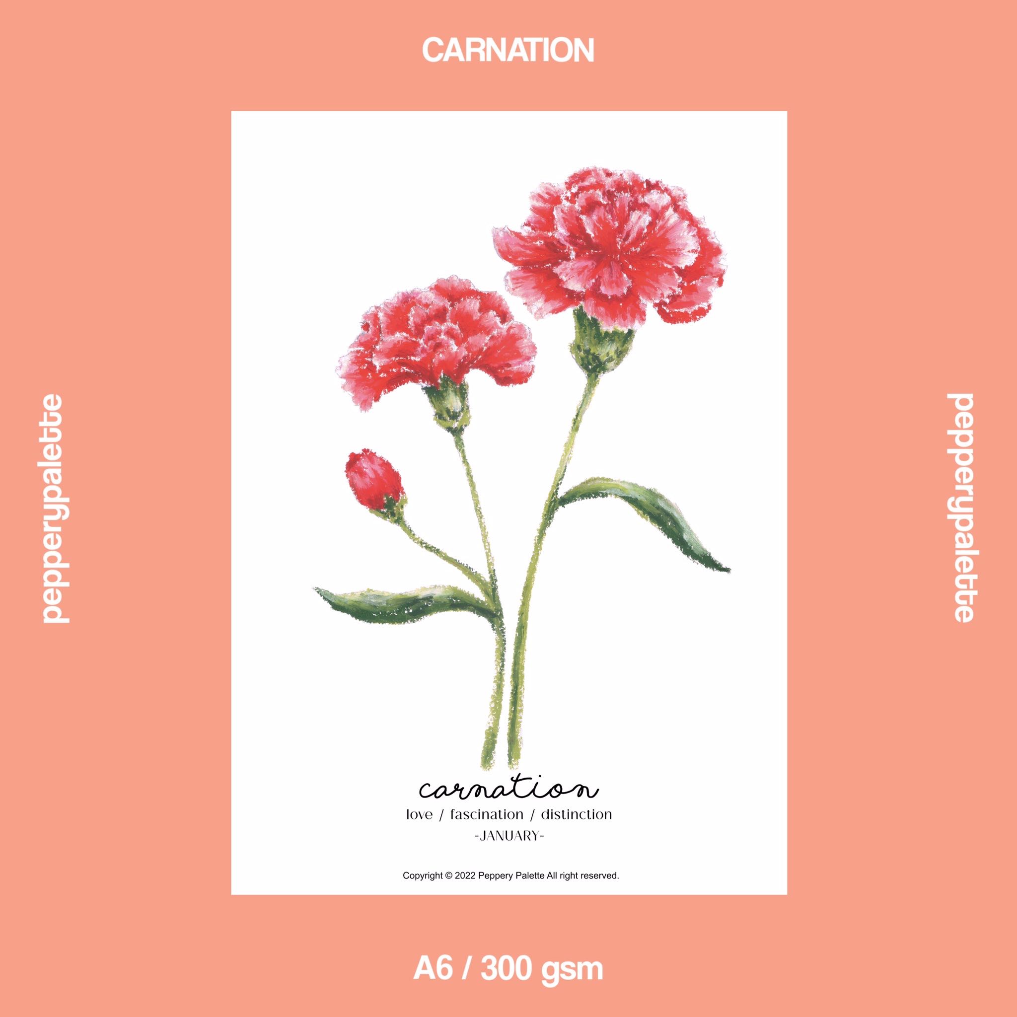 JAN carnation - A6