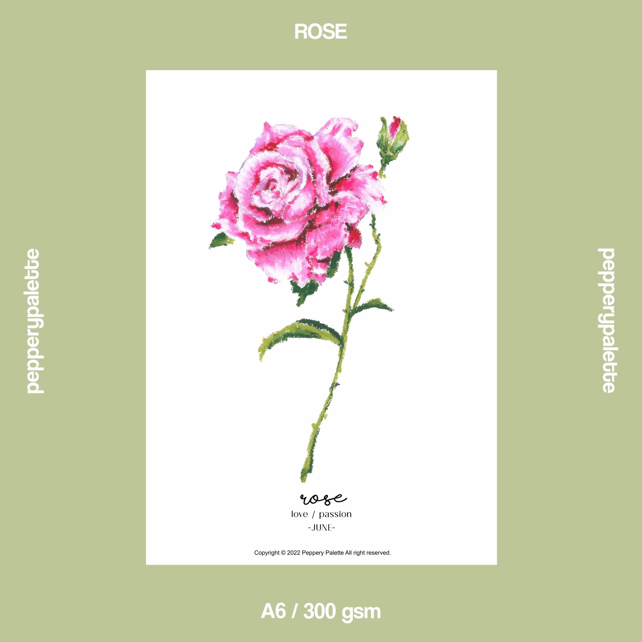 JUN rose - A6