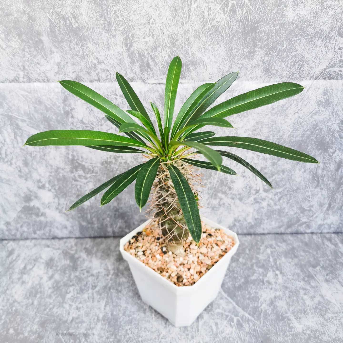 พาชีโพเดียม ลาเมอริไอ (Pachypodium Lamerei)​ ชวนชมหนาม ลีลาวดีหนาม มาดากัสการ์ปาล์ม