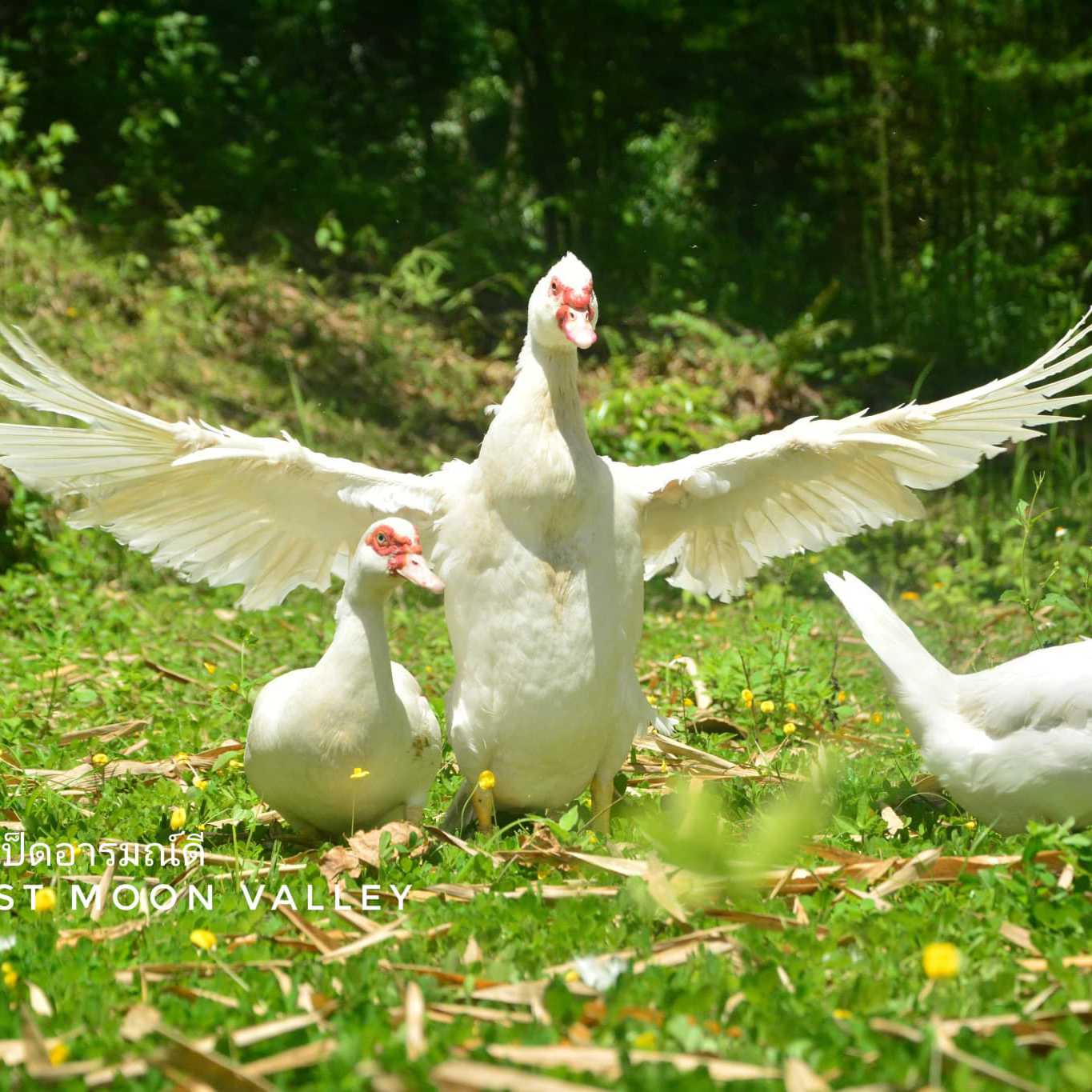 ไข่เชื้อ เป็ดบาบารี่ ไข่นำไปฟัก ไข่เป็ด เป็ดไข่ เป็ดเนื้อ Barbary Duck (Muscovy) เทศ มัสโควี่