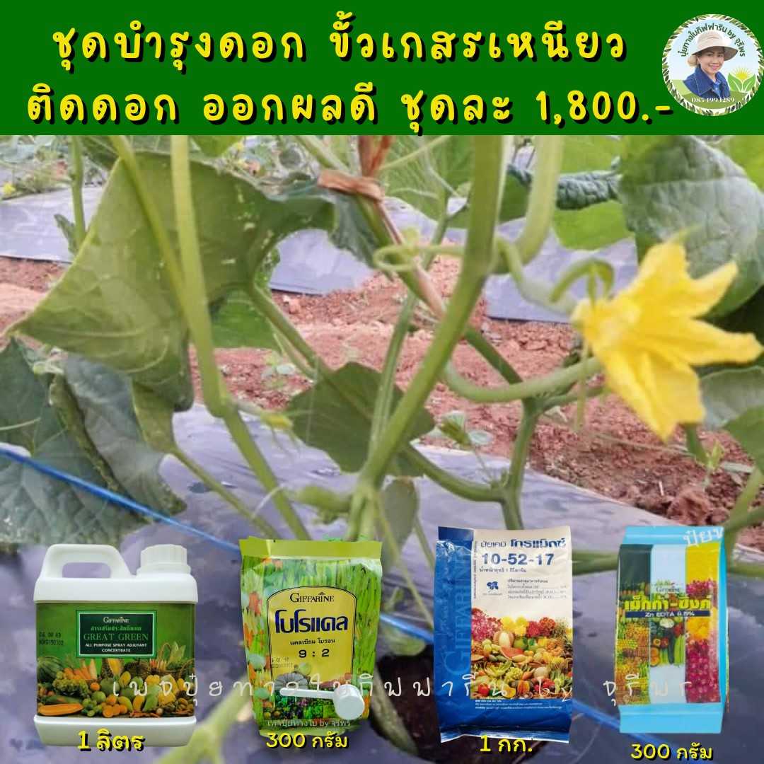 ปุ๋ยกิฟฟารีนชุดบำรุงดอกแคนตาลูป