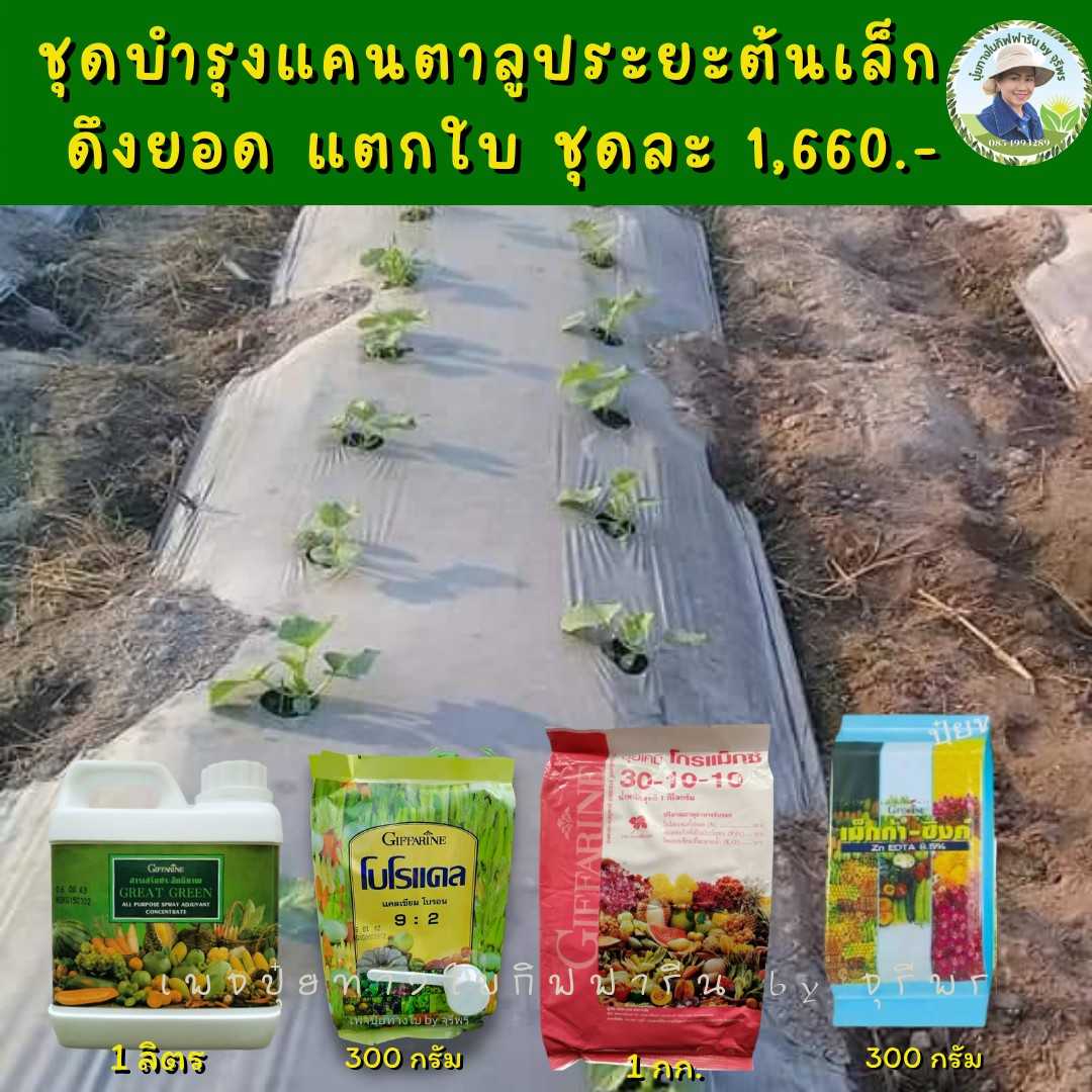 ปุ๋ยชุดบำรุงแคนตาลูปต้นเล็ก