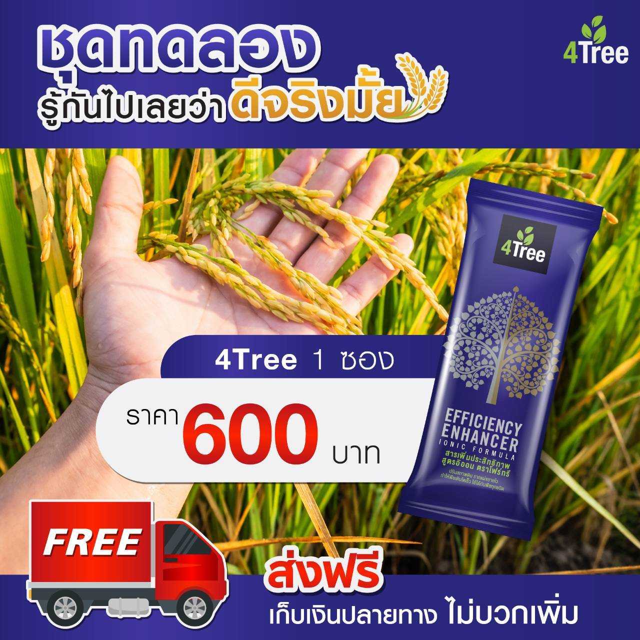 4 TREE 1 ซอง