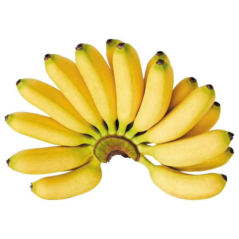 กล้วยไข่ : Sugar Banana