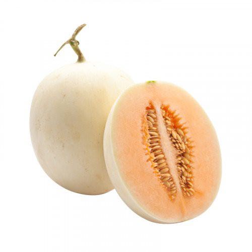 แคนตาลูป ซันเลดี้ : Cantaloupe SunLady