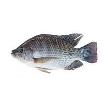 ปลานิล : Nile Tilapia Fish