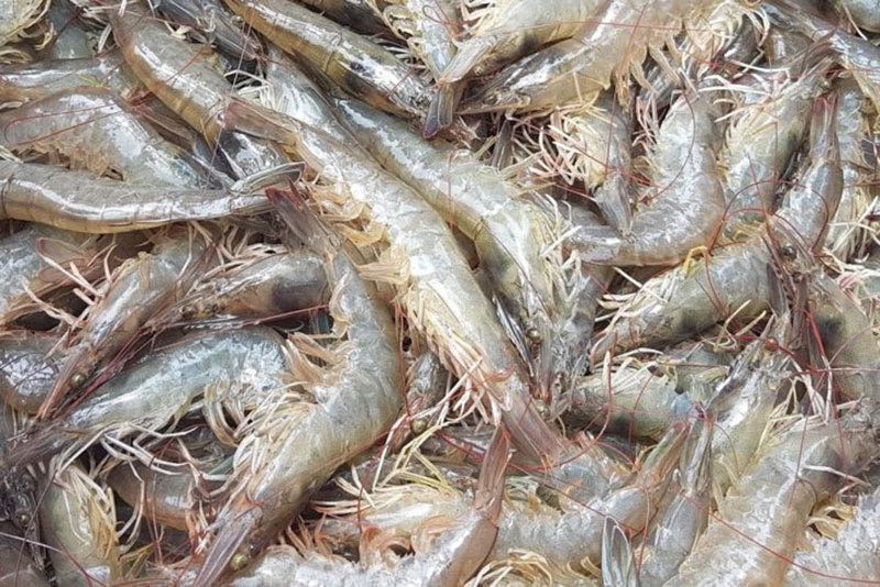 กุ้งขาว : White Shrimp