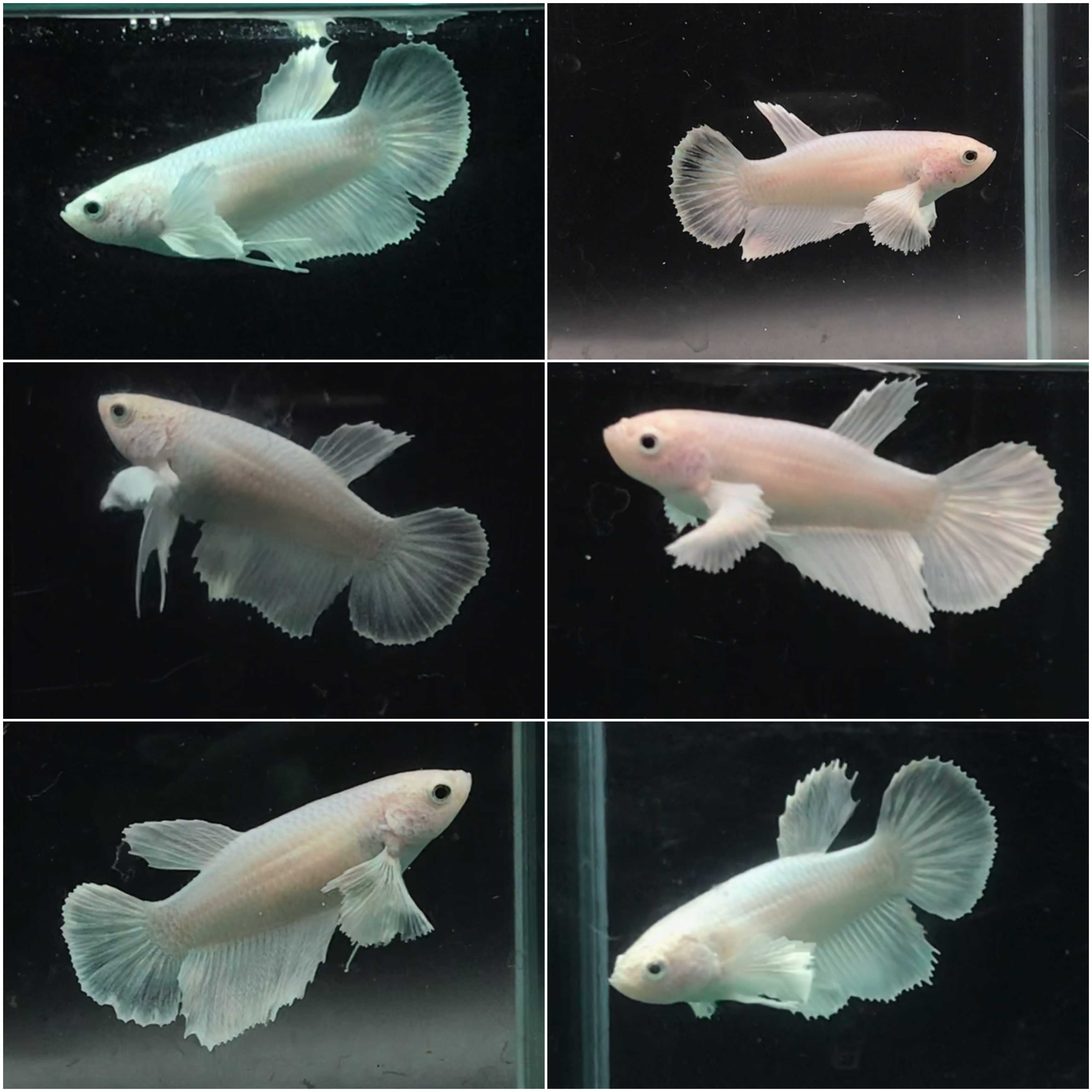 ราคาพิเศษ สุ่มเลือก Dumbo HM White Platinum (Female) ปลากัดหูช้างหางยาว สีขาว ไวท์ แพลทินัม เพศเมีย