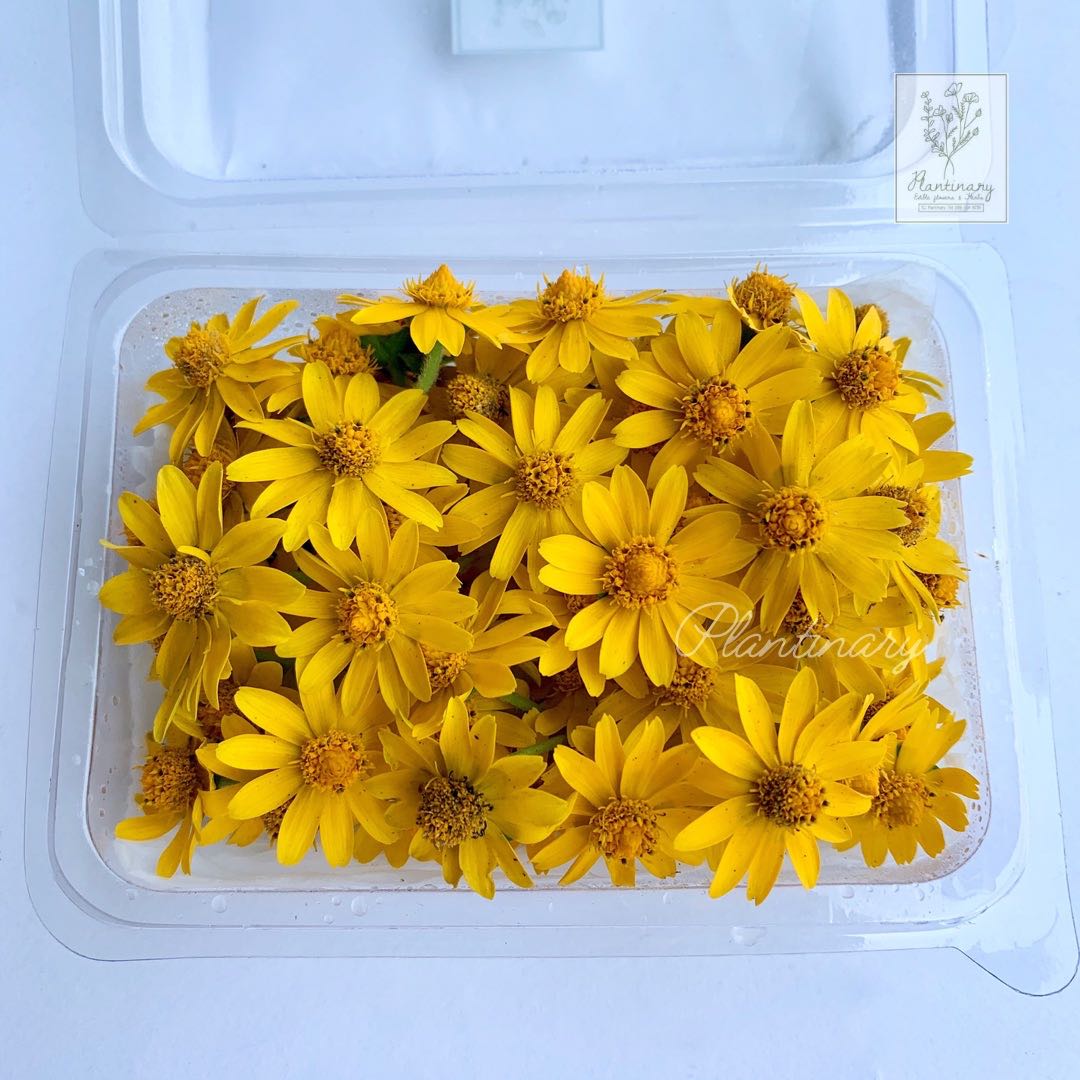 Zinnia (Yellow)