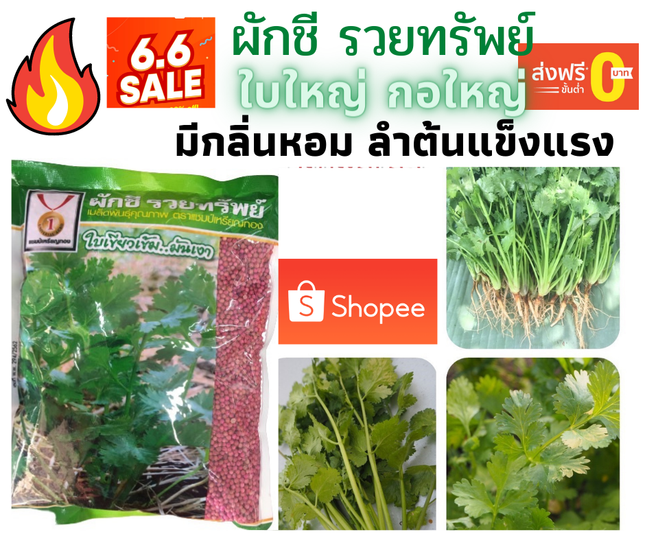 เมล็ดผักชี รวยทรัพย์
