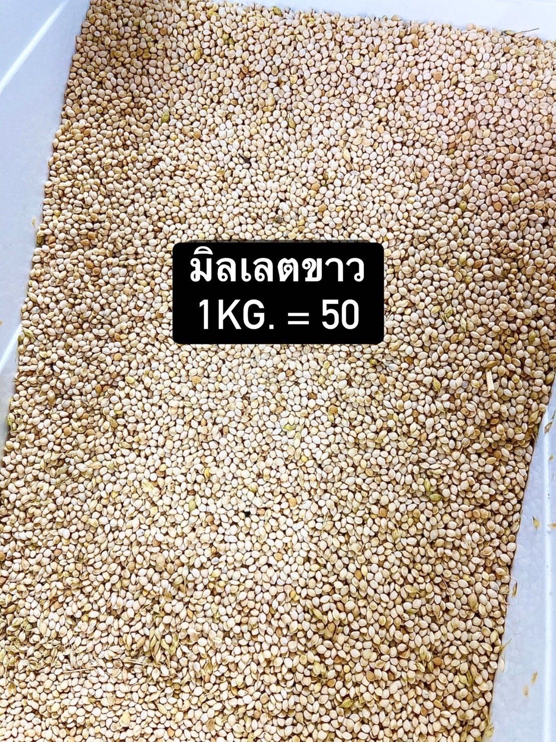 อาหารนก มิลเลตขาว