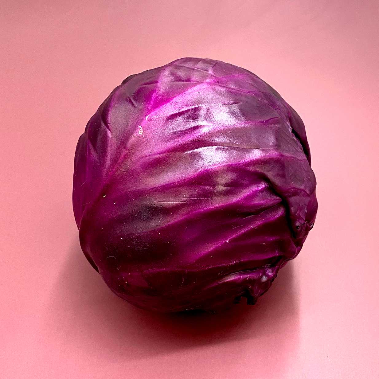 กะหล่ำม่วง Purple Cabbage /Pc.