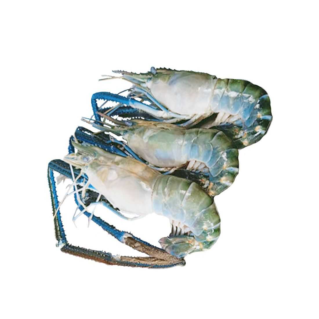 กุ้งก้ามกรามสดkum