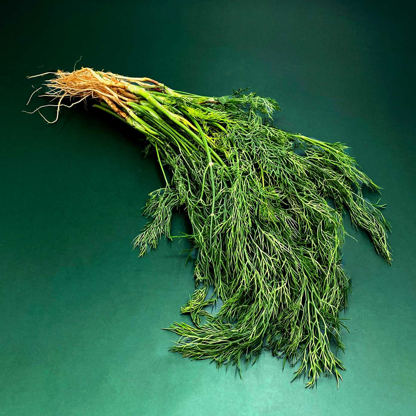 ผักชีลาว Dill /50g.