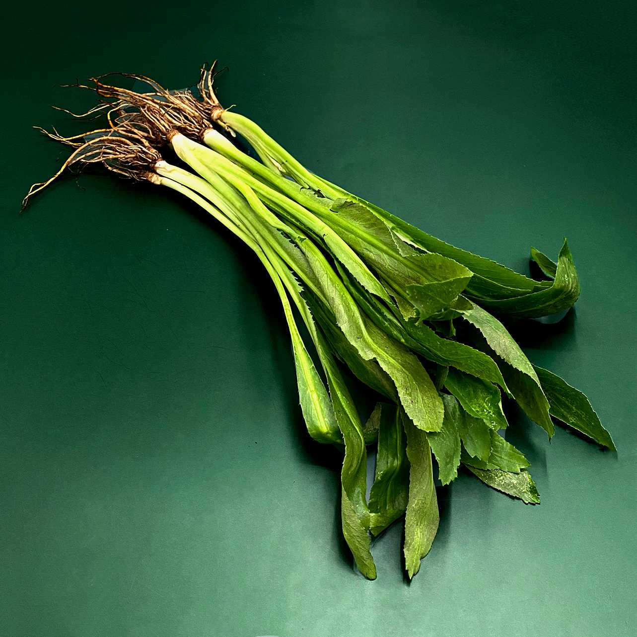 ผักชีฝรั่ง Culantro /30g.