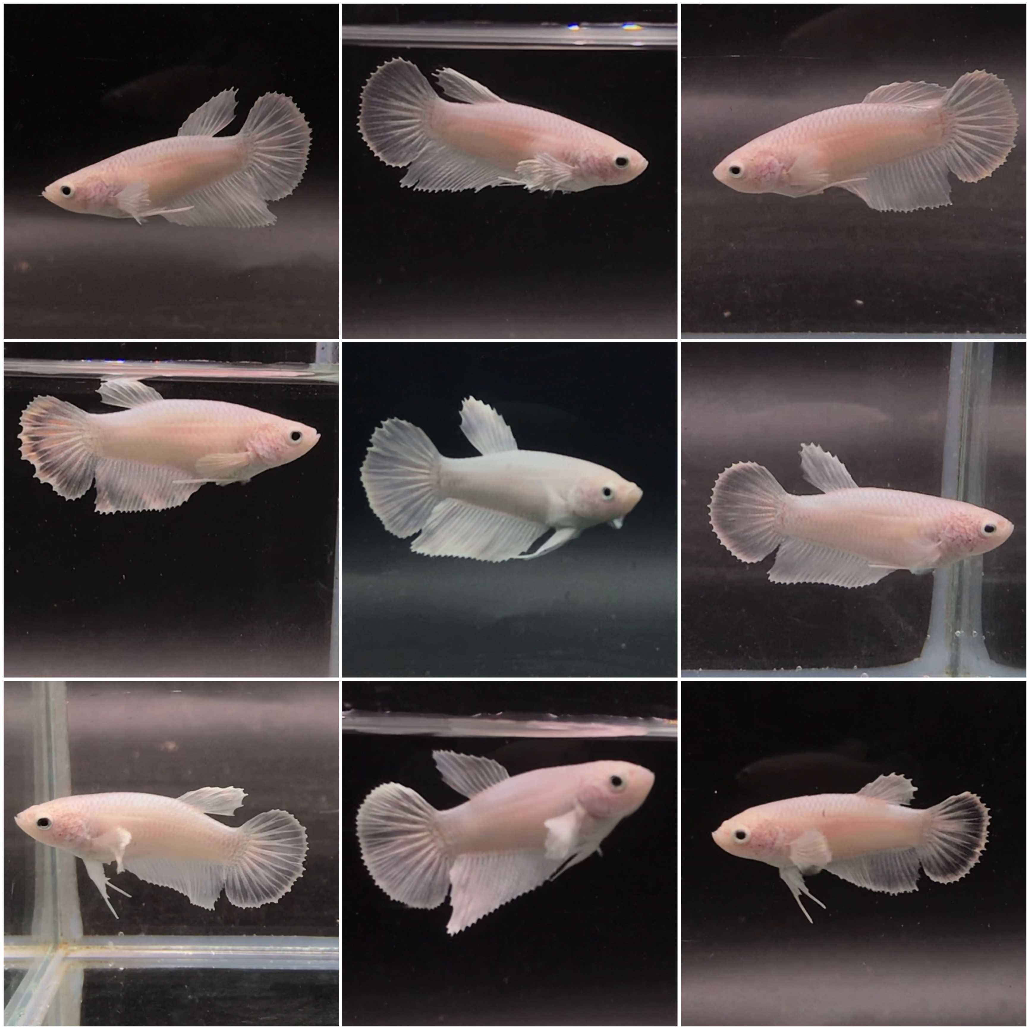 ราคาพิเศษ สุ่มเลือก HM White Platinum (Female) ปลากัดฮาฟมูน สีขาว ไวท์ แพลทินัม เพศเมีย