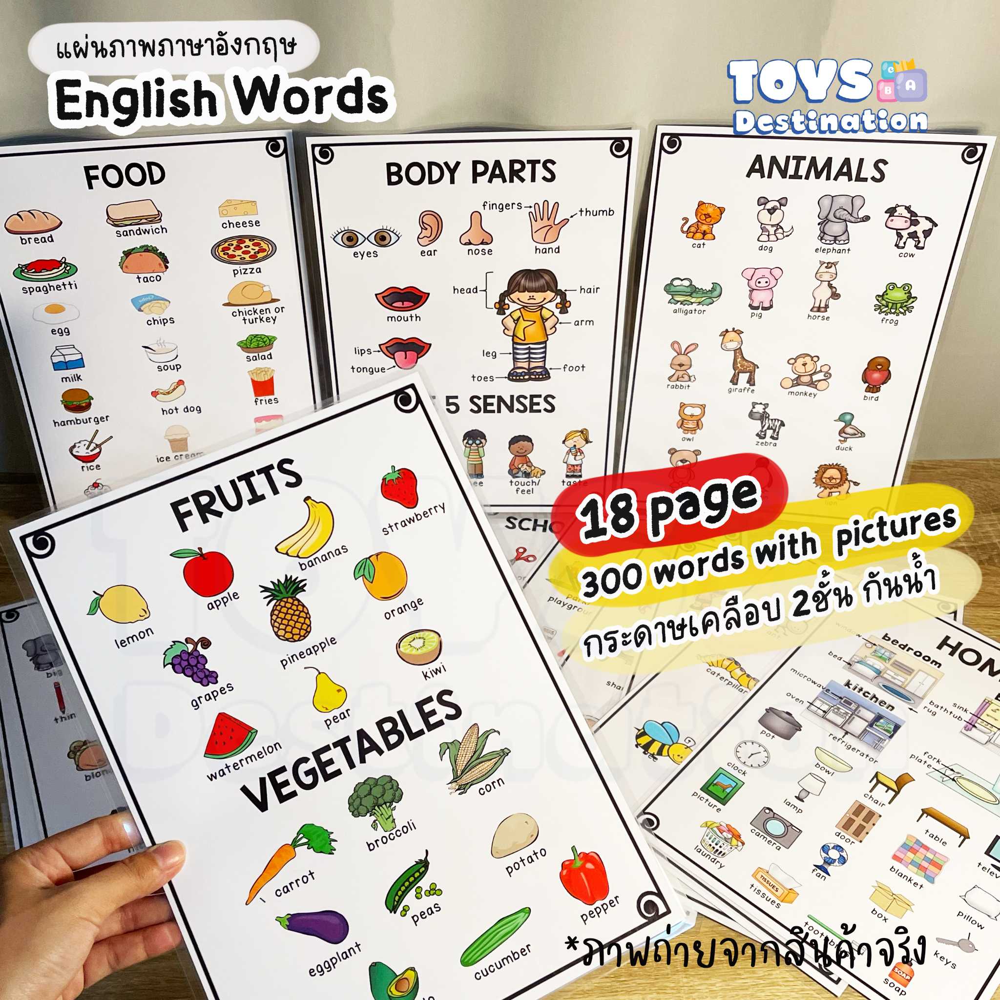 English Word Poster เคลือบ 2 ชั้น กันน้ำ ขีดเขียนได้ 18 เรื่อง B2204071