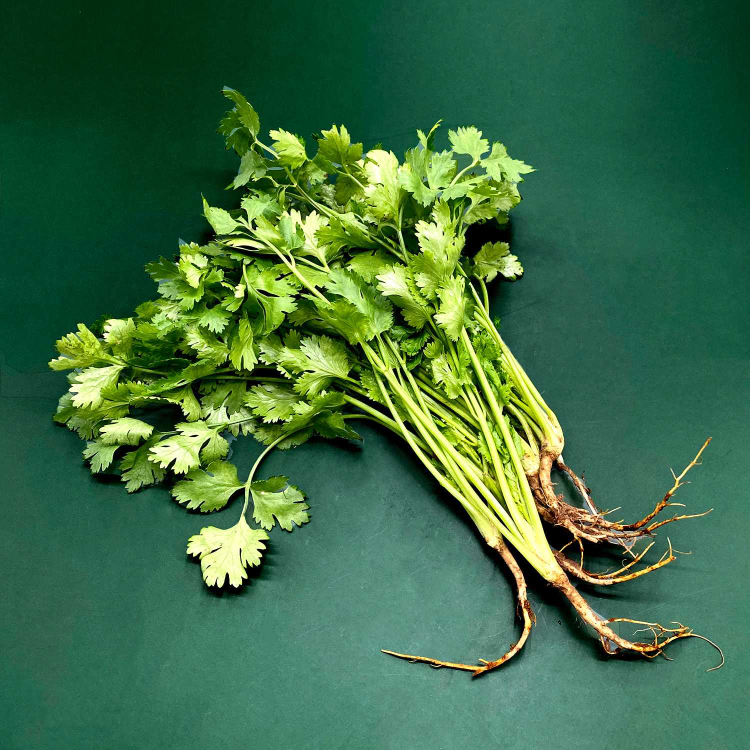 ผักชีไทยพร้อมราก  Corainder with roots /50g.