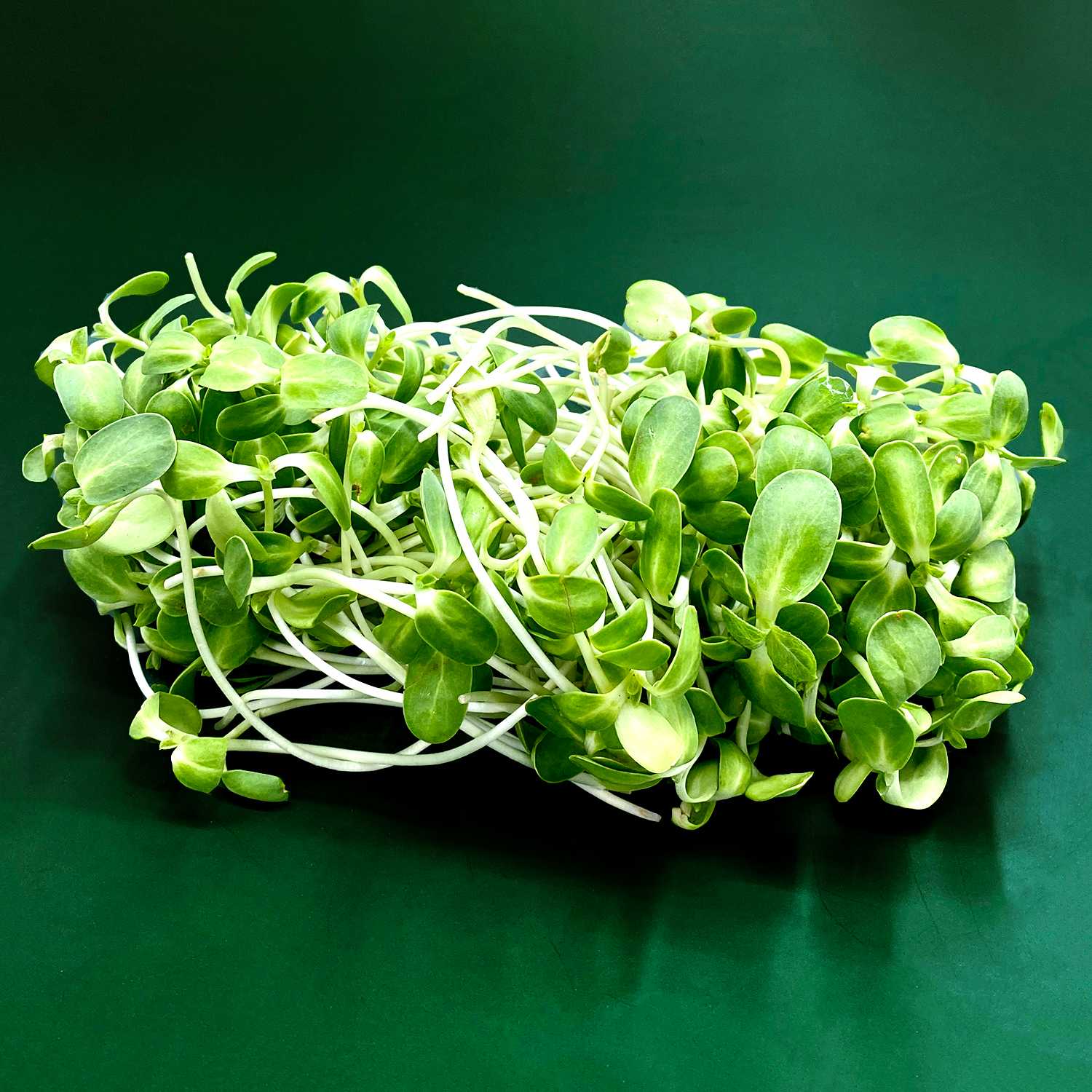 ต้นอ่อนทานตะวัน  Sunflower Sprout /250g.
