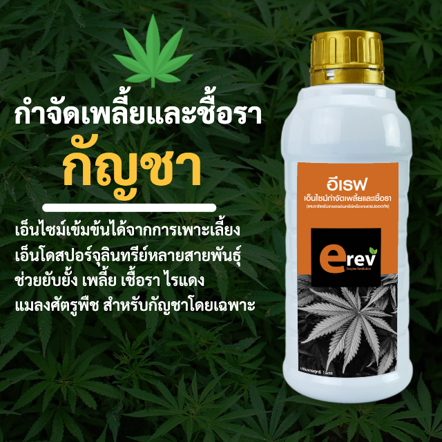 จุลินทรีย์กำจัดเพลี้ย เชื้อรา ไรแดง สูตรพืชกัญชา ขนาด 1 ลิตร