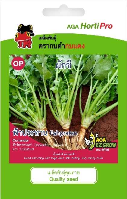 ☘️ผักชี ฟ้าประทาน