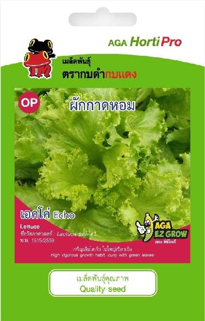 ☘️ผักกาดหอม เอคโค่
