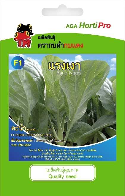 🥬 คะน้า แรงเงา