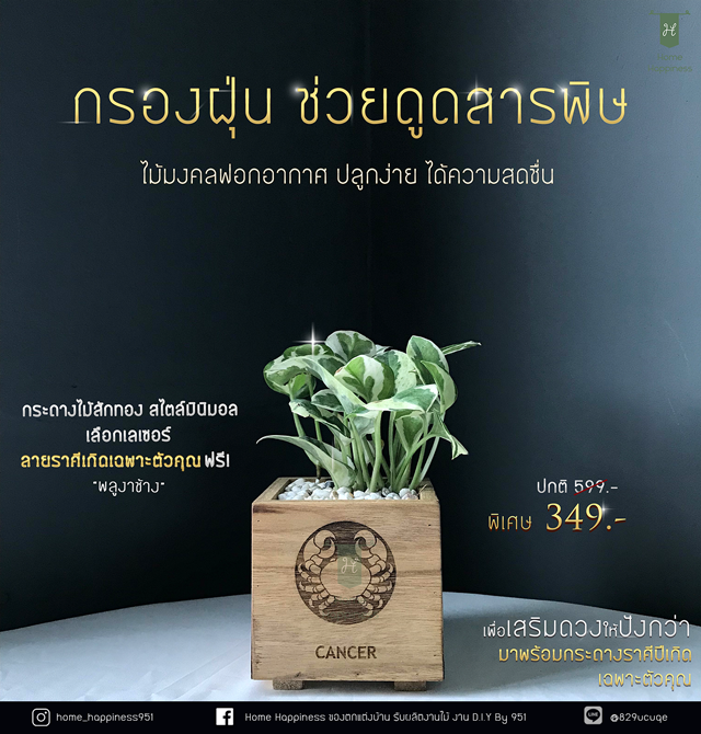 พลูงาช้างและกระถางราศีประจำเดือนเกิด (เน้นด้านฟอกอากาศลดมลพิษในห้อง)