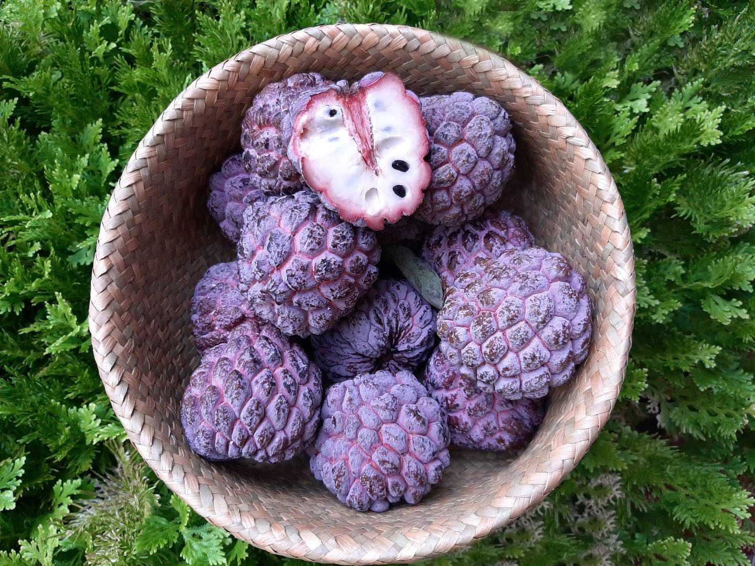 น้อยหน่าเพชรสีนิล 150.-/กก. (Purple custard apple 150.-/kg.)