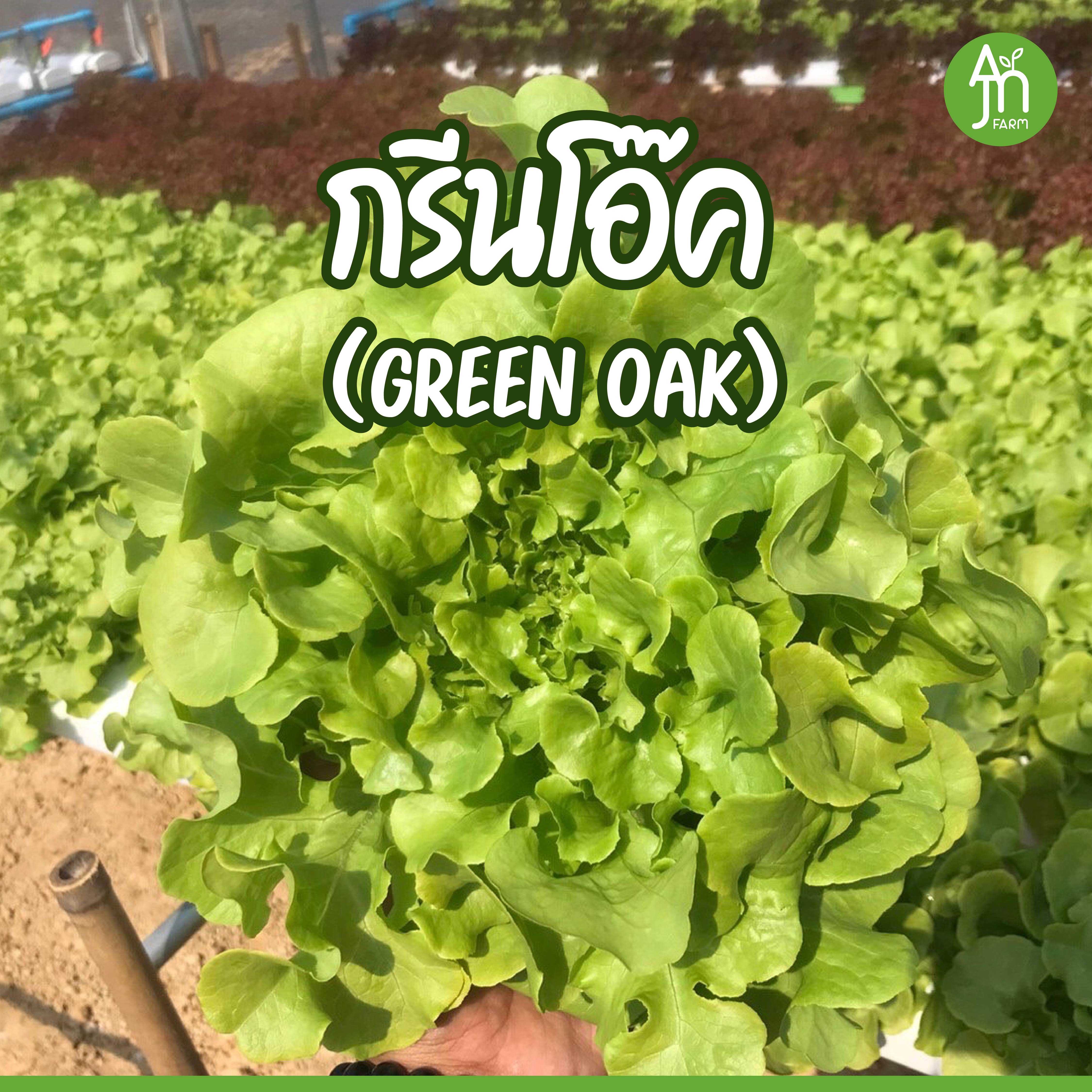 [ซื้อ 1 กิโล แถมฟรี ครึ่งกิโล] ผักสลัดไฮโดรโปนิกส์ กรีนโอ๊ค  คุณภาพระดับห้างสรรพสินค้า BY AJN FARM