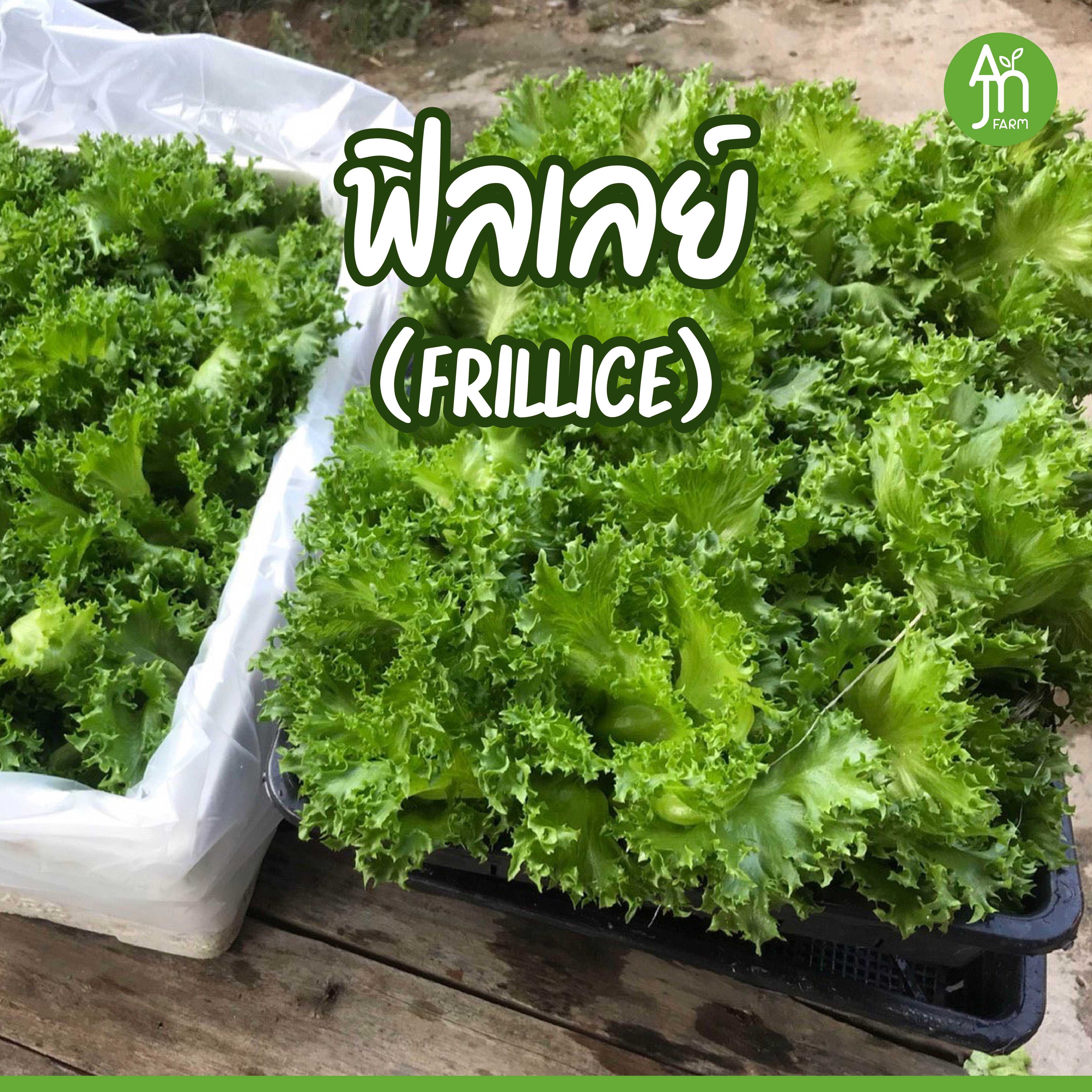 [ซื้อ 1 กิโล แถมฟรี ครึ่งกิโล] ผักสลัดไฮโดรโปนิกส์ ฟิลเลย์  คุณภาพระดับห้างสรรพสินค้า BY AJN FARM