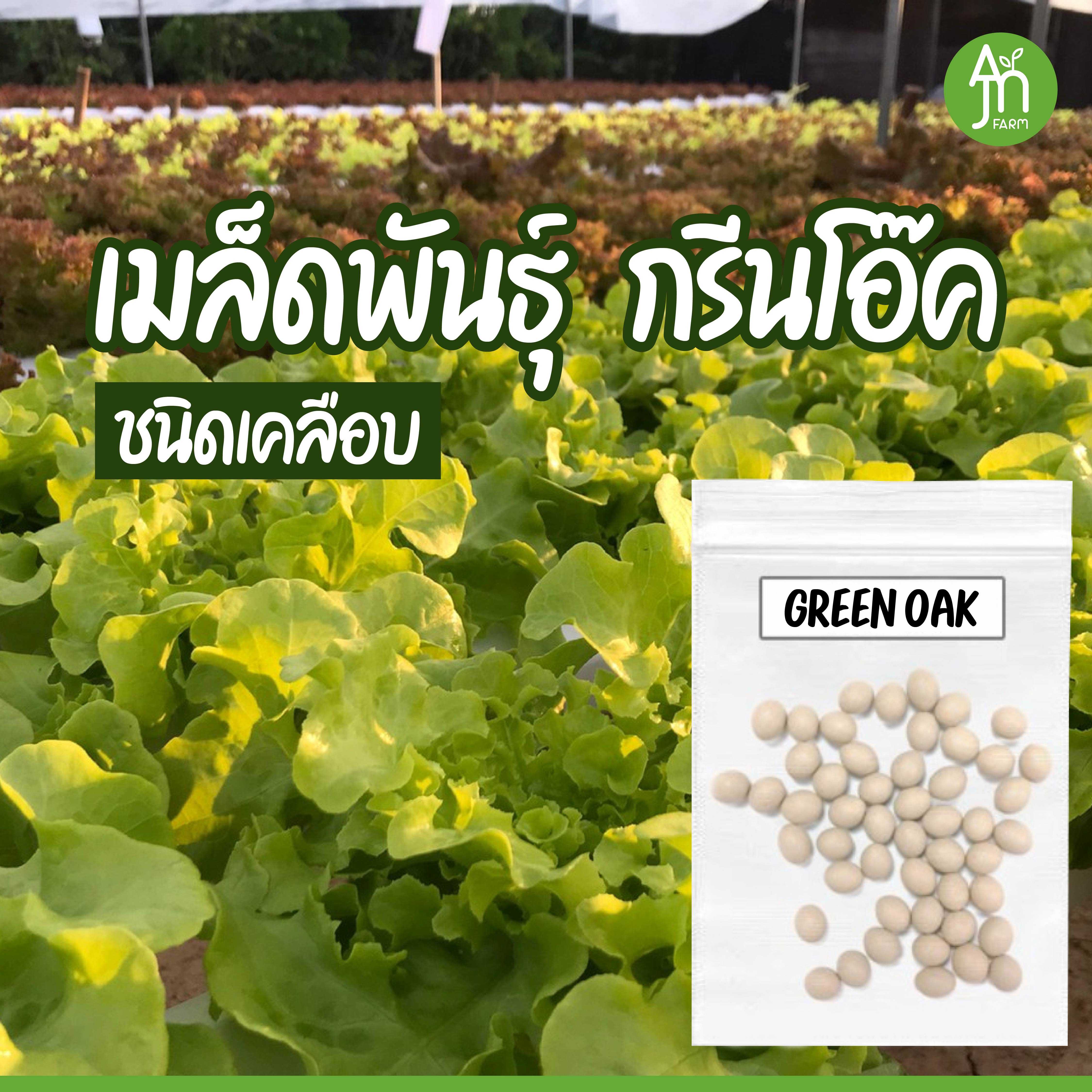 เมล็ดพันธุ์ ผักสลัด กรีนโอ๊ค 100 เมล็ด green oak (ชนิดเคลือบ) BY AJN FARM