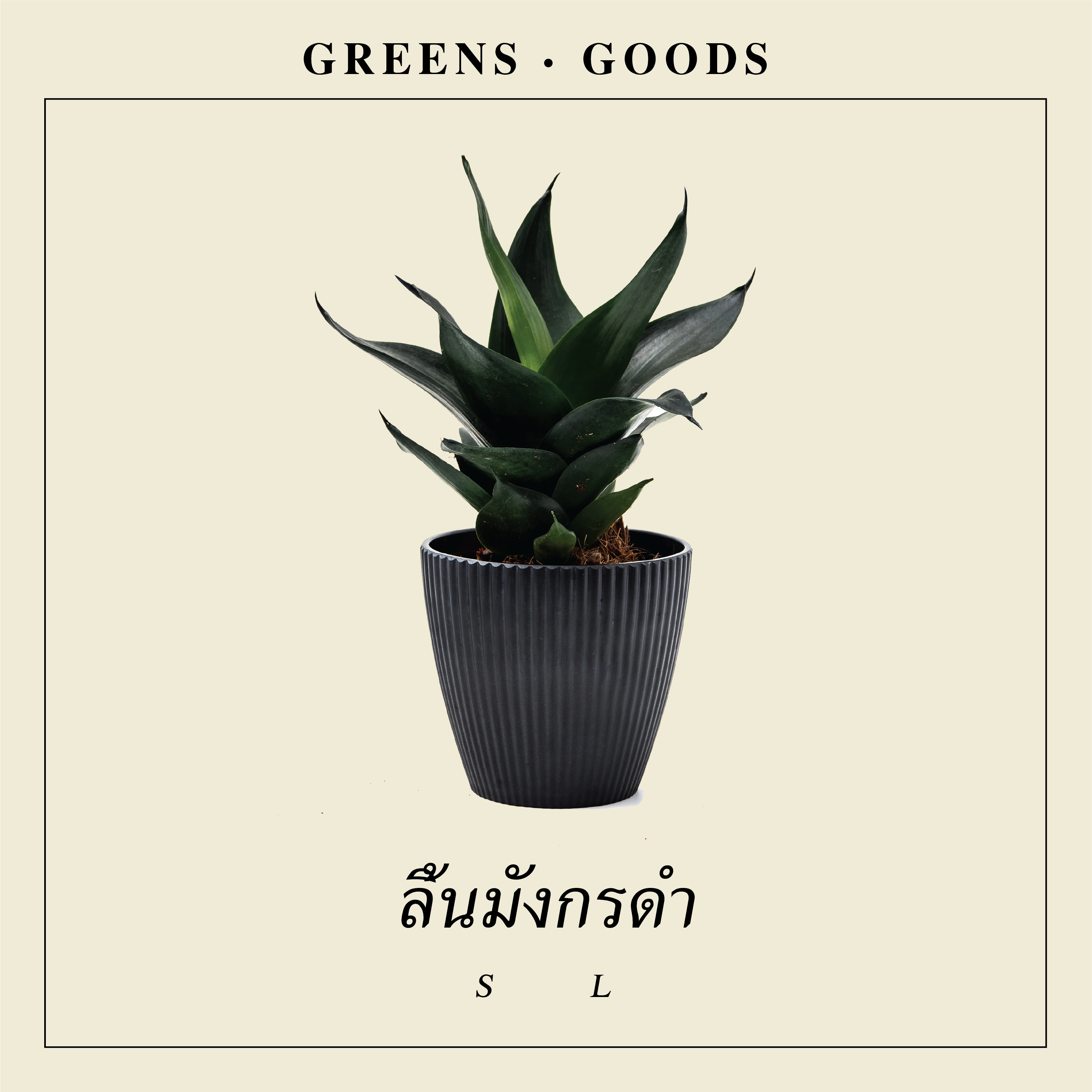 ลิ้นมังกรดำ HAHNII BLACK (L)