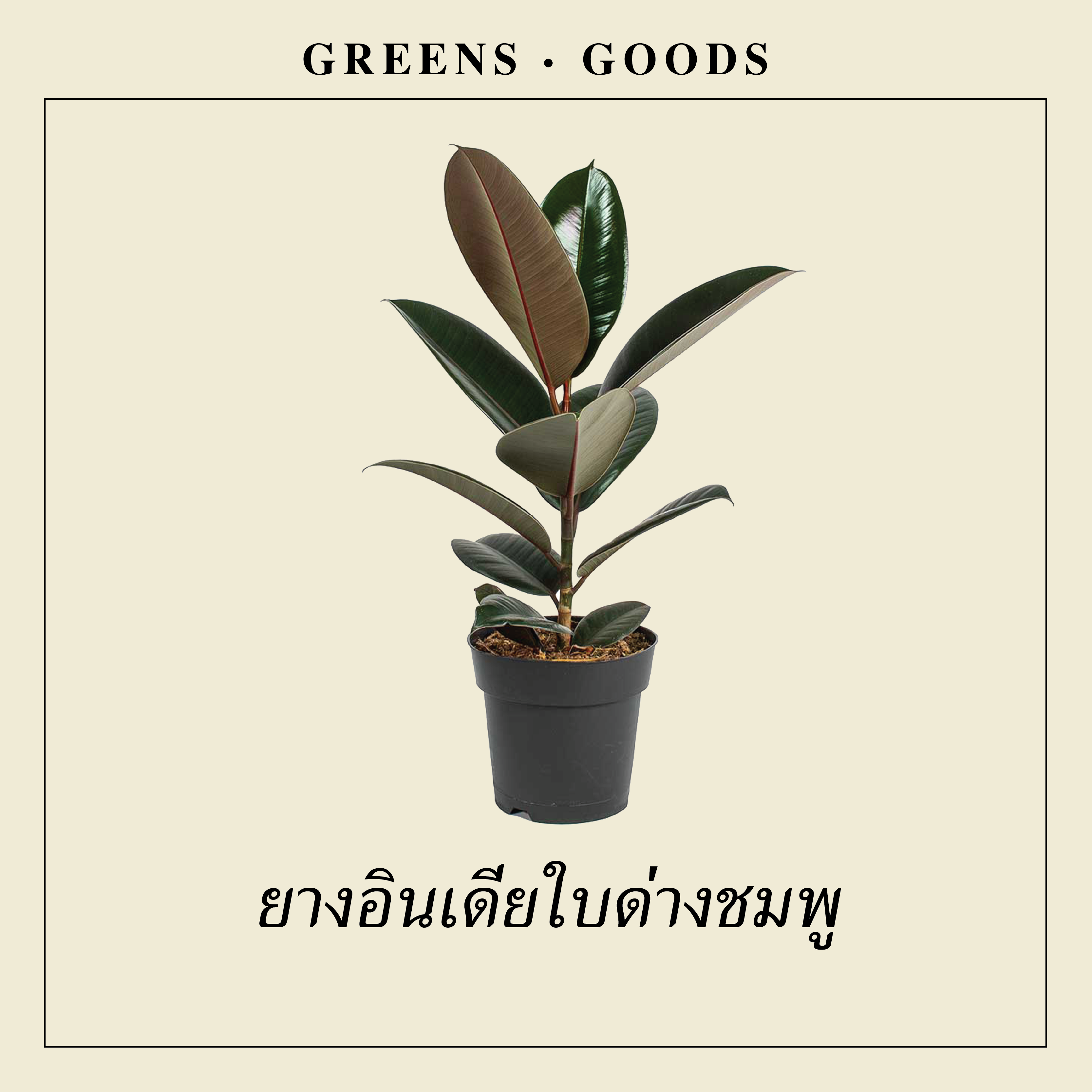 ยางอินเดียใบด่างชมพู PINK RUBBER PLANT