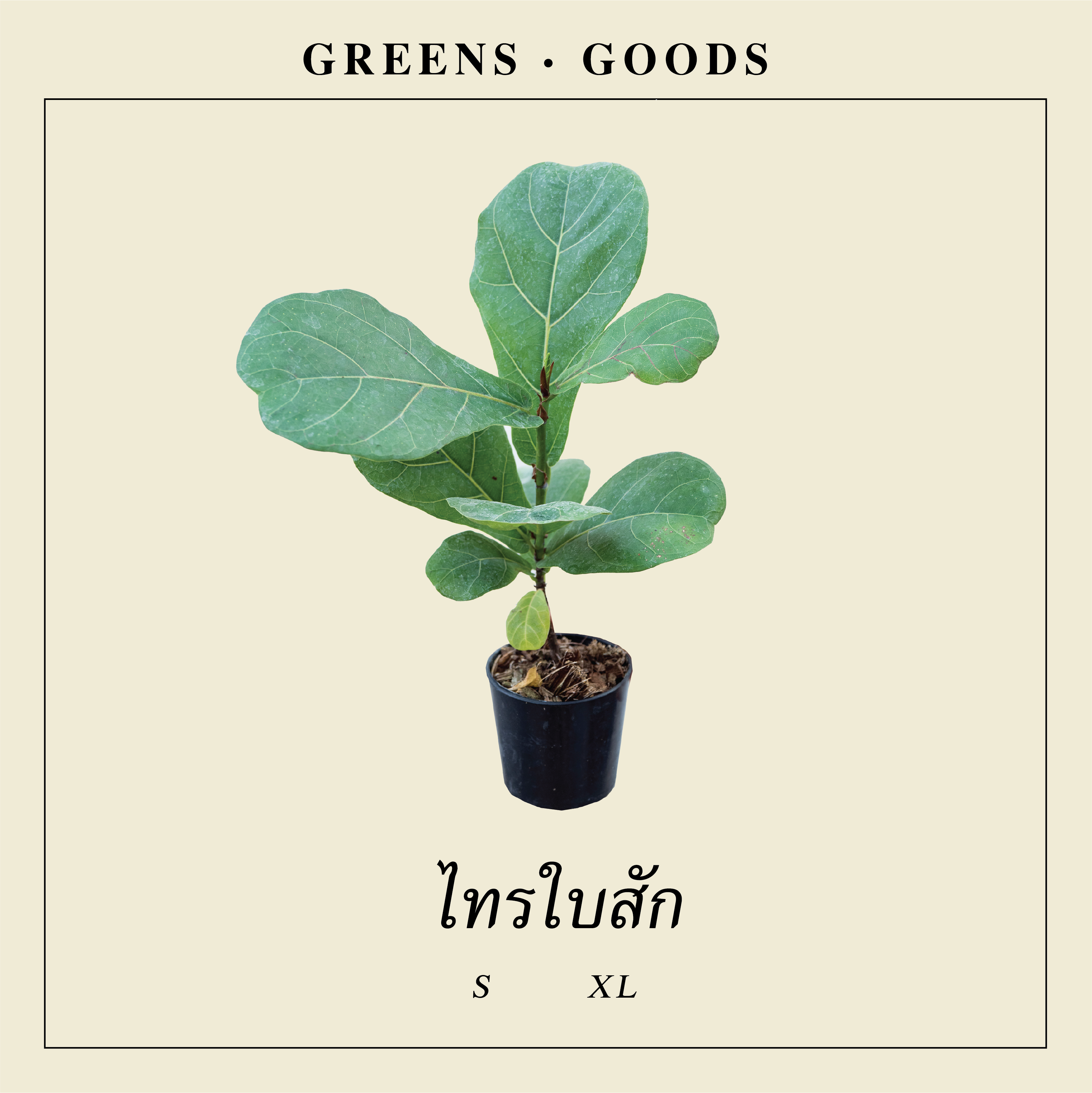 ไทรใบสัก FIDDLE FIG