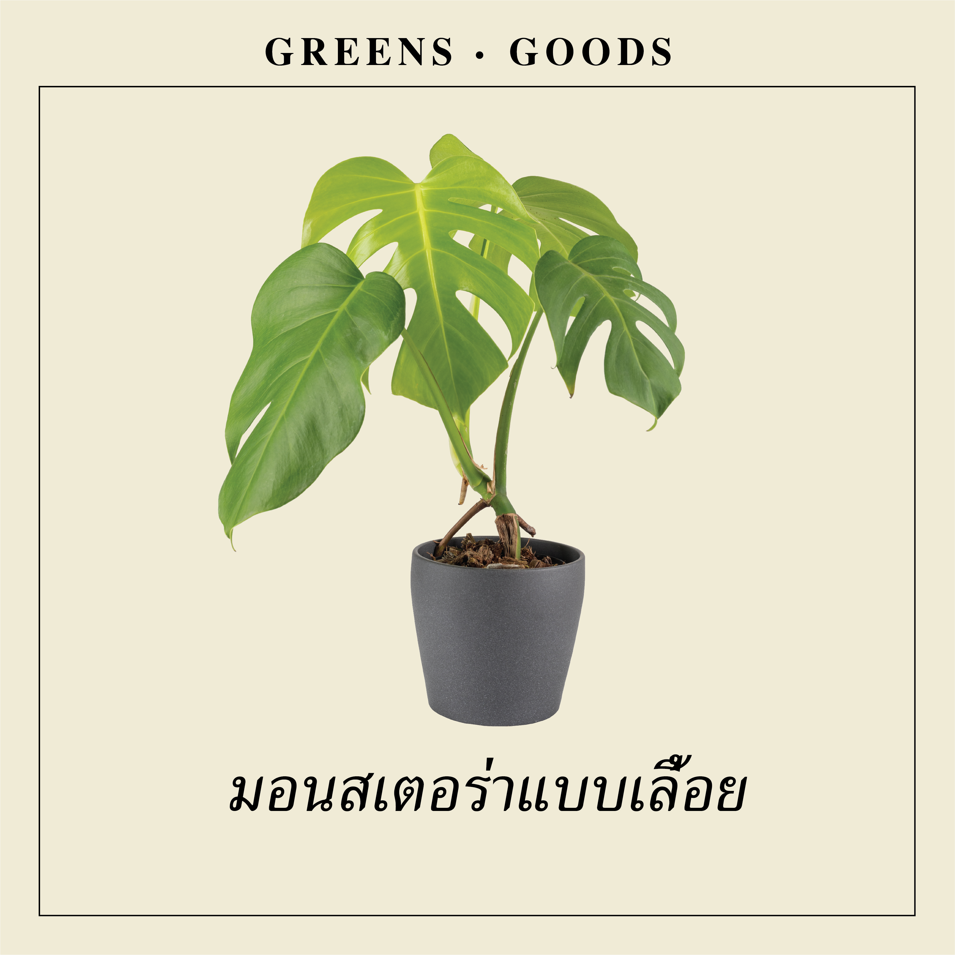 มอนสเตอร่าแบบเลื้อย MONSTERA BORSIGIANA