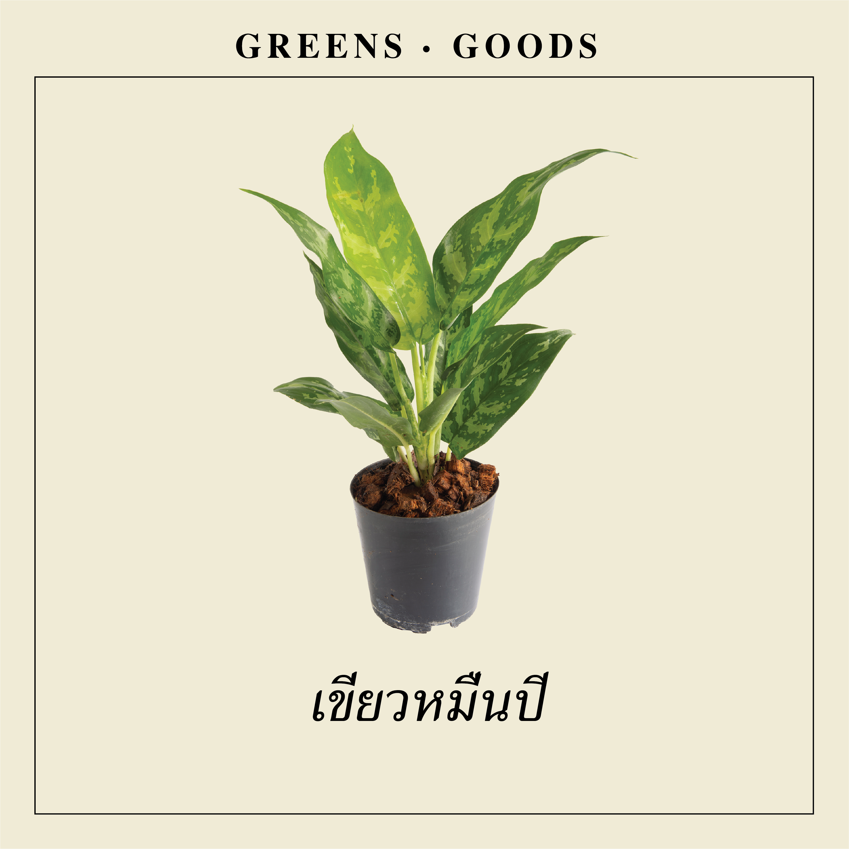 เขียวหมื่นปี SILVER EVERGREEN